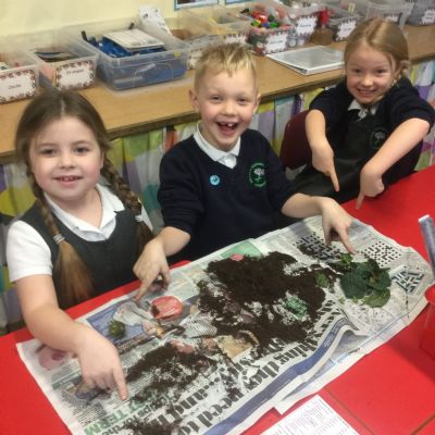 Y2 Plants